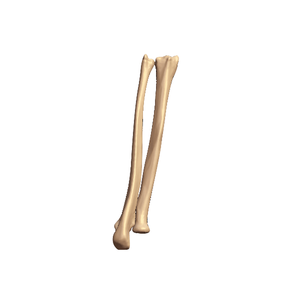 ULNA-1